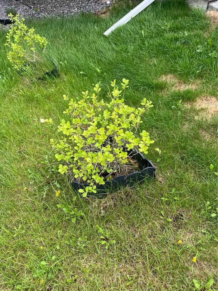 Shrubs for sell - photo 2