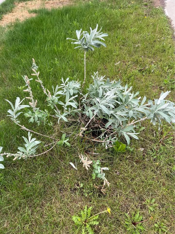 Shrubs for sell - photo 3