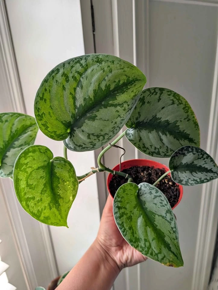 Scindapsus Pictus Exotica Satin Pothos