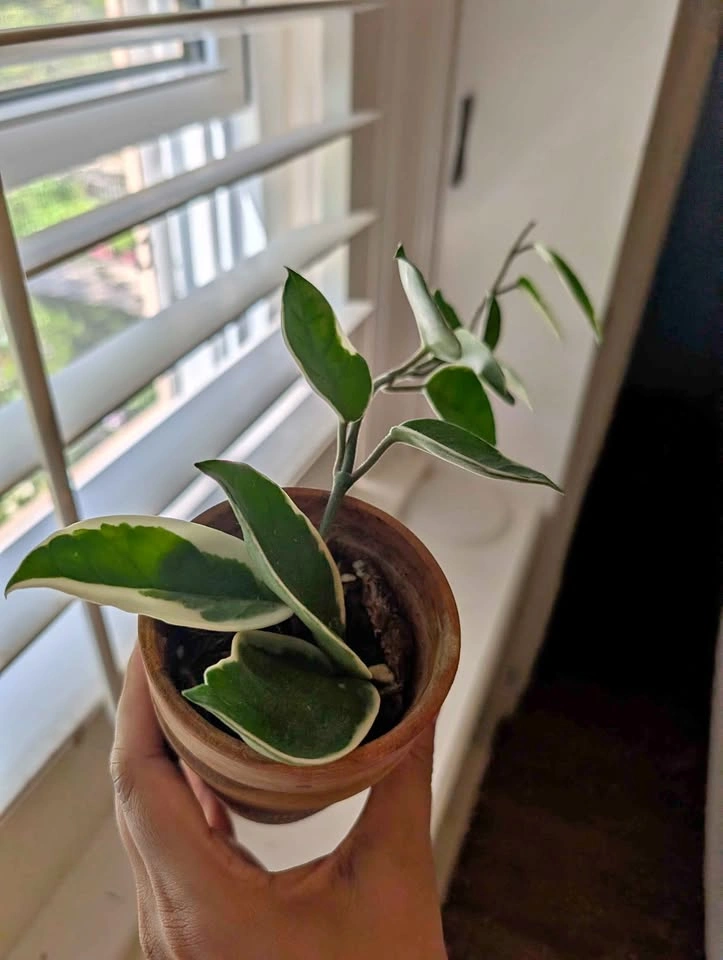 Hoya Carnosa Krimson Queen 🌿