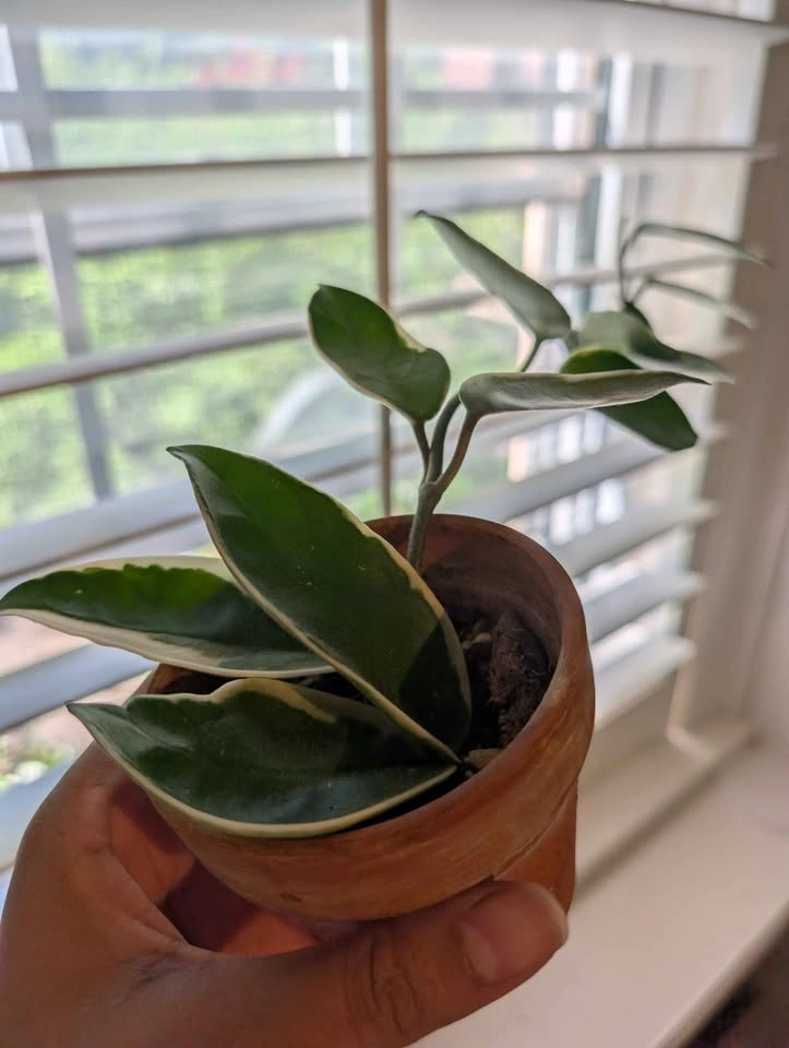 Hoya Carnosa Krimson Queen 🌿 - photo 2
