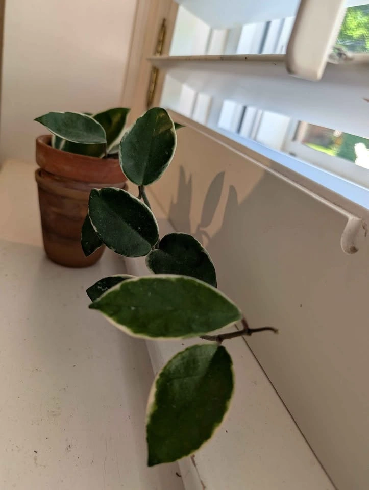 Hoya Carnosa Krimson Queen 🌿 - photo 3