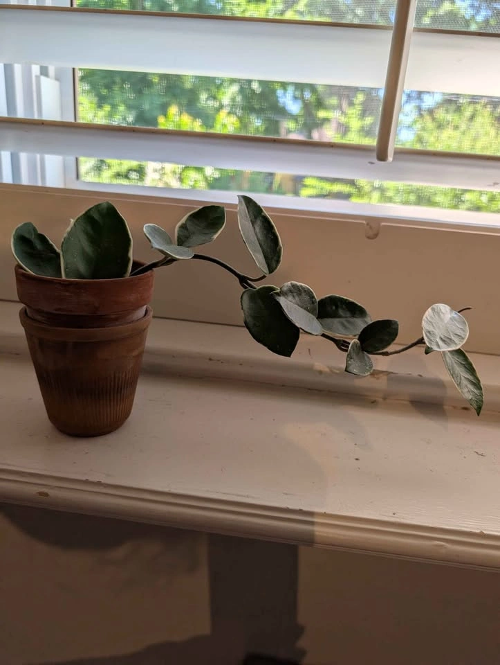 Hoya Carnosa Krimson Queen 🌿 - photo 4