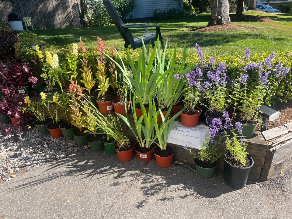 3 for $12 Perennial Plants
