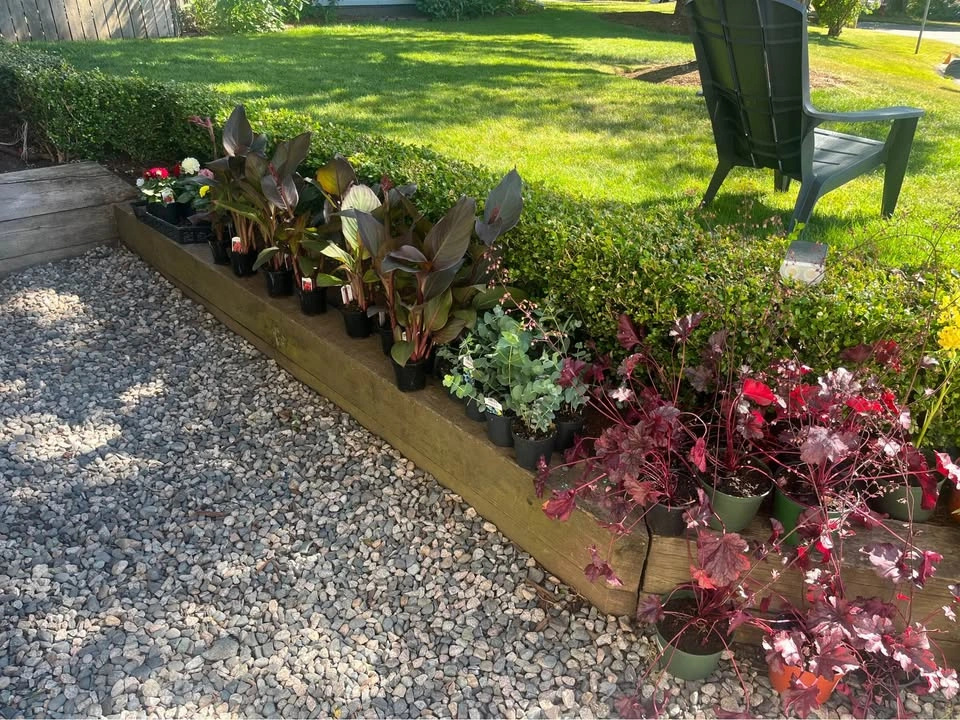 3 for $12 Perennial Plants - photo 2