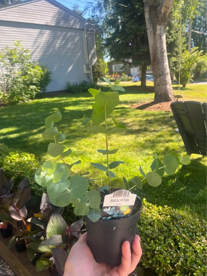 3 for $12 Perennial Plants - photo 3