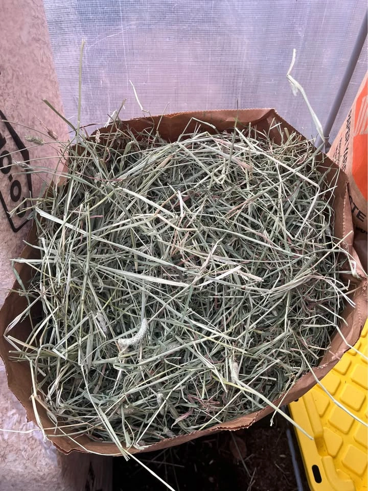 10lb Timothy Hay Bags for guinea pigs and rabbits 🐰🐹 - photo 2