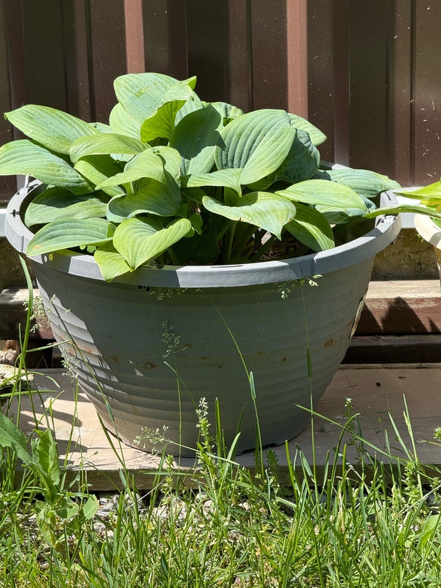 Hosta Plants in Various Pots - photo 2
