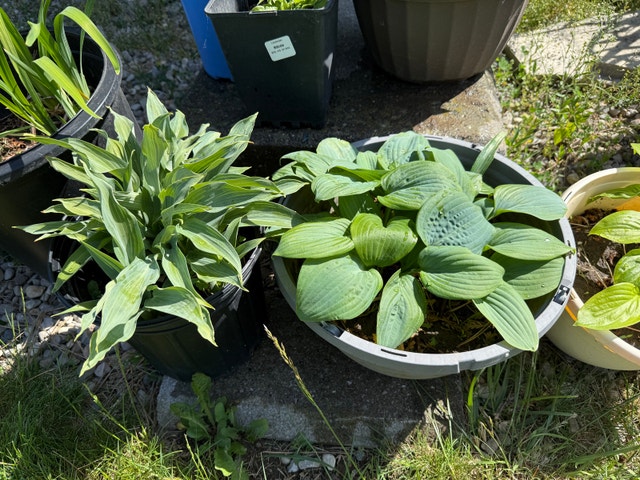 Assorted Hostas