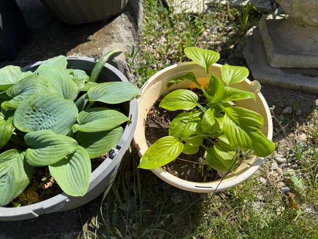 Assorted Hostas - photo 2