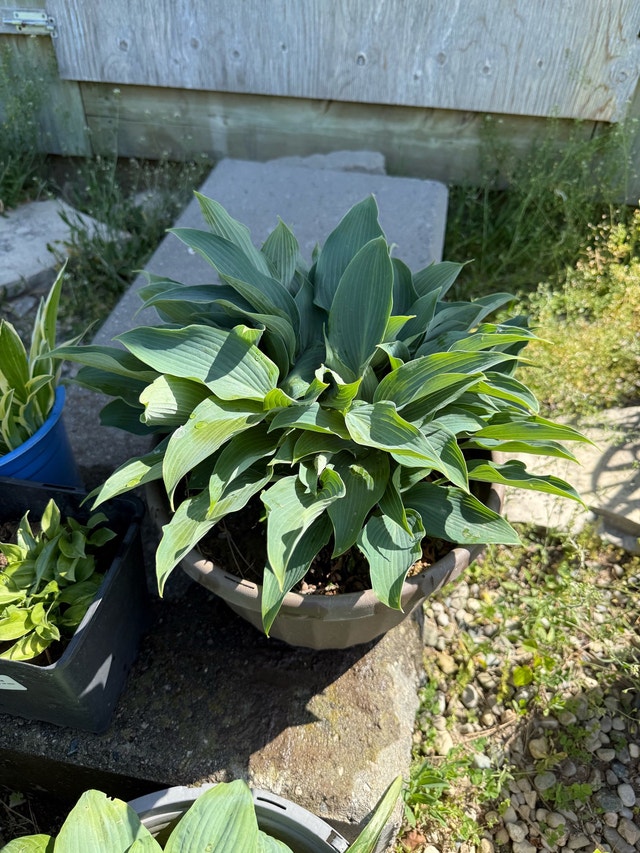 Assorted Hostas - photo 3