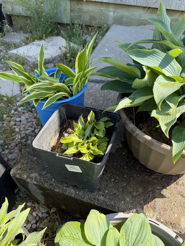 Assorted Hostas - photo 4