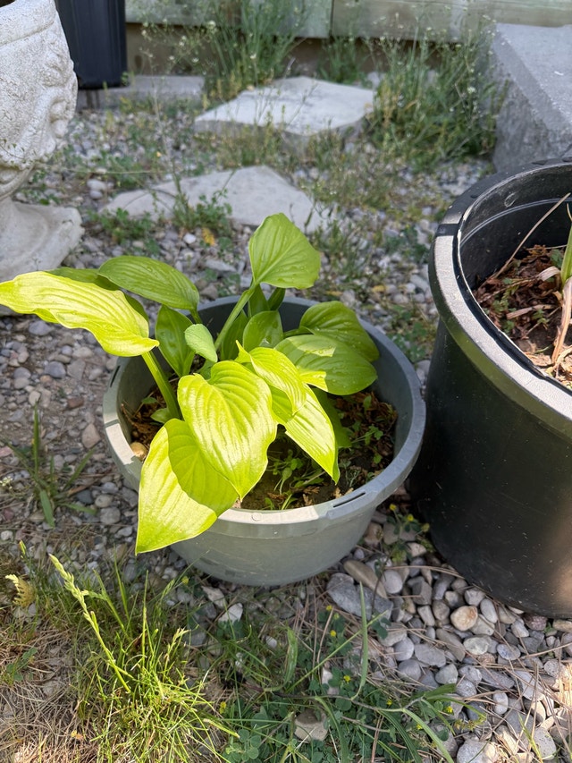 Assorted Hostas - photo 5