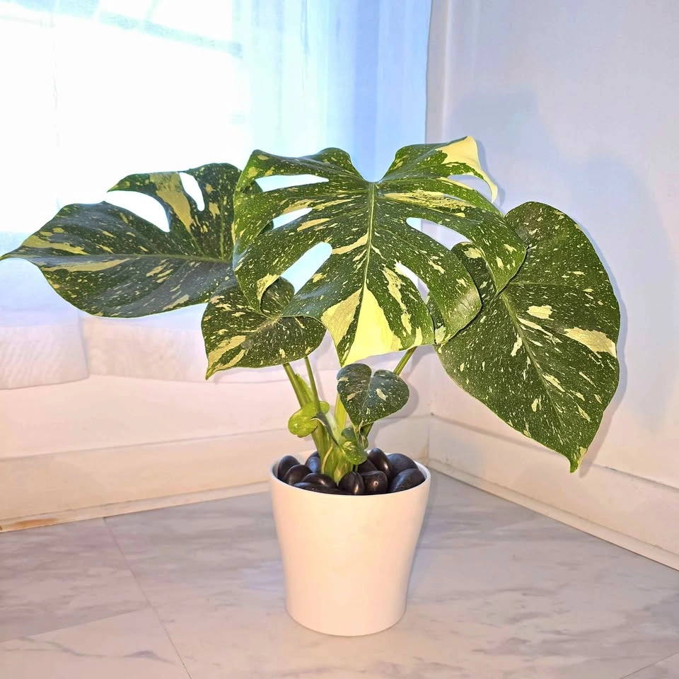 Monstera Thai Constellation in Ceramic Planter