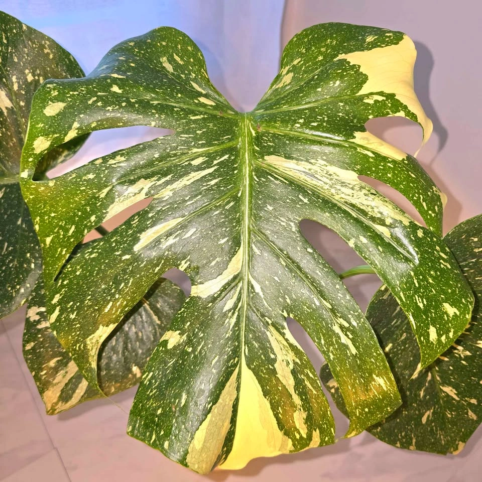 Monstera Thai Constellation in Ceramic Planter - photo 2