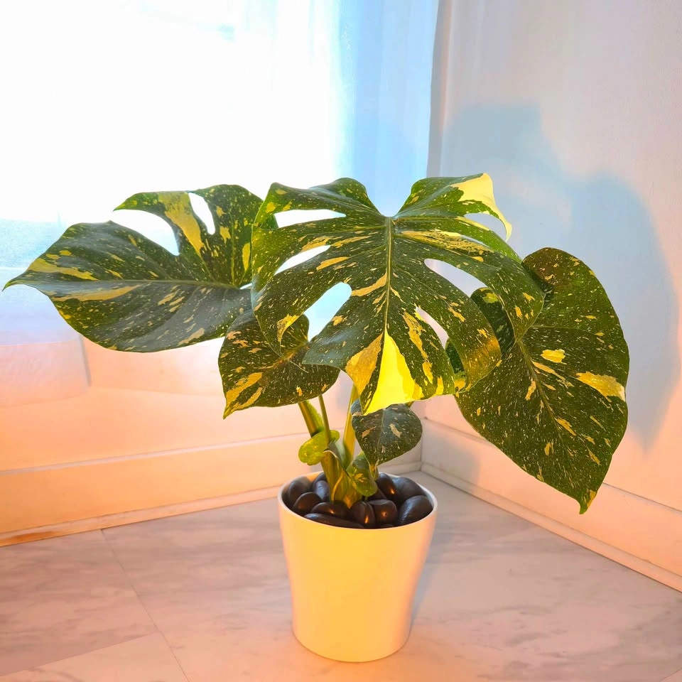 Monstera Thai Constellation in Ceramic Planter - photo 3
