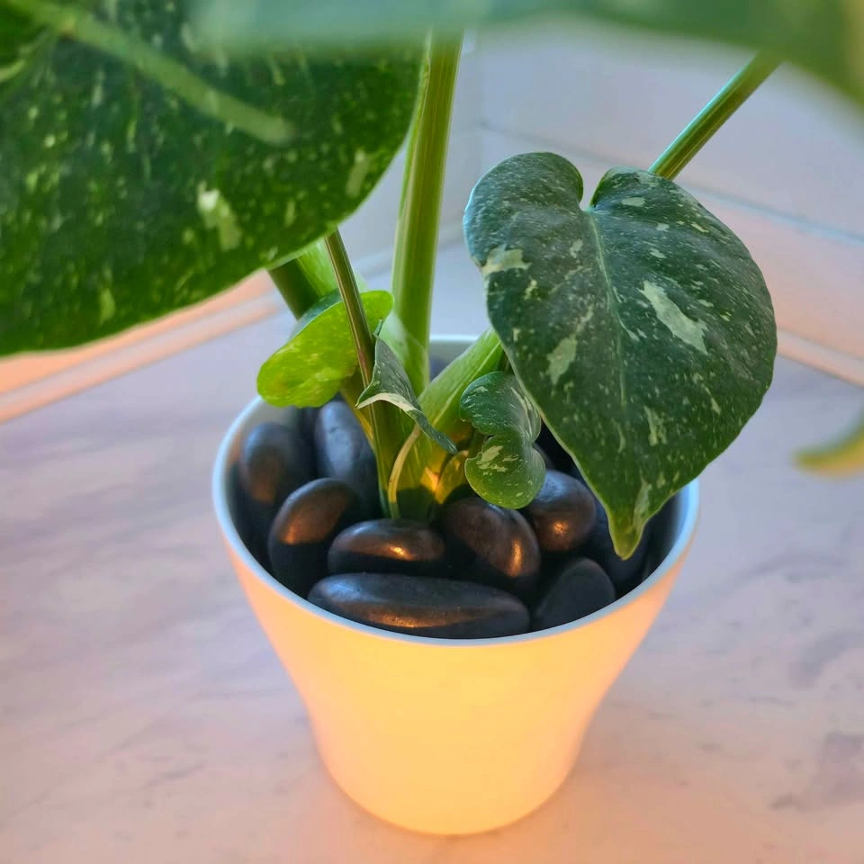 Monstera Thai Constellation in Ceramic Planter - photo 4