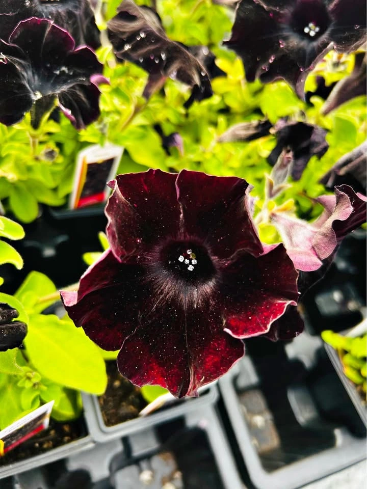Black Mamba petunia for sale $1 only