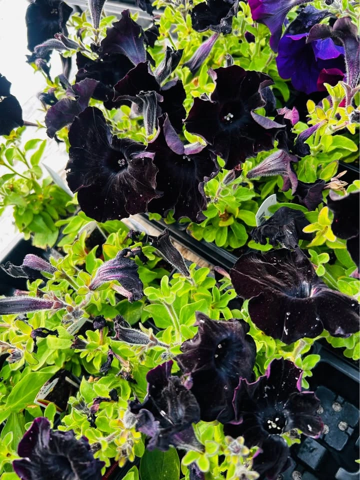 Black Mamba petunia for sale $1 only - photo 2