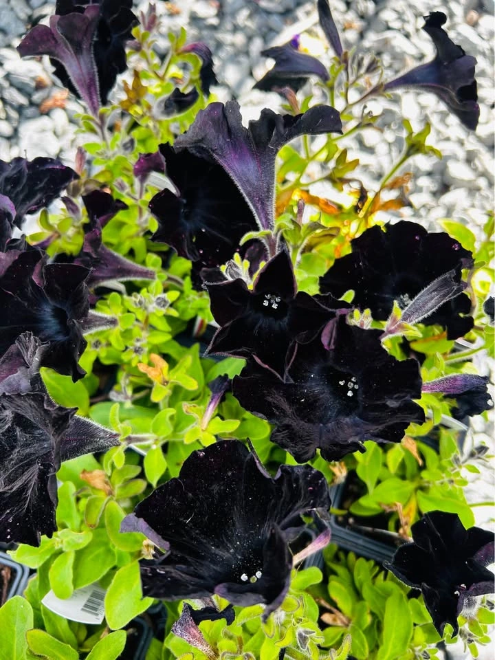 Black Mamba petunia for sale $1 only - photo 3