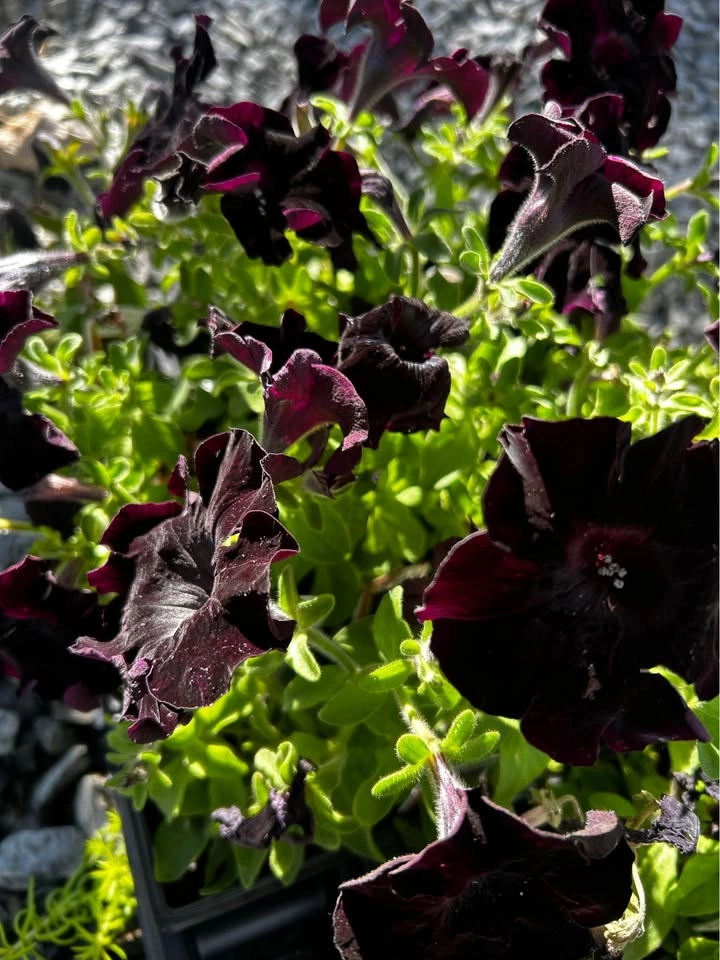 Black Mamba petunia for sale $1 only - photo 4