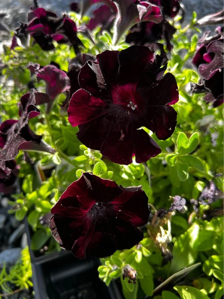 Black Mamba petunia for sale $1 only - photo 5