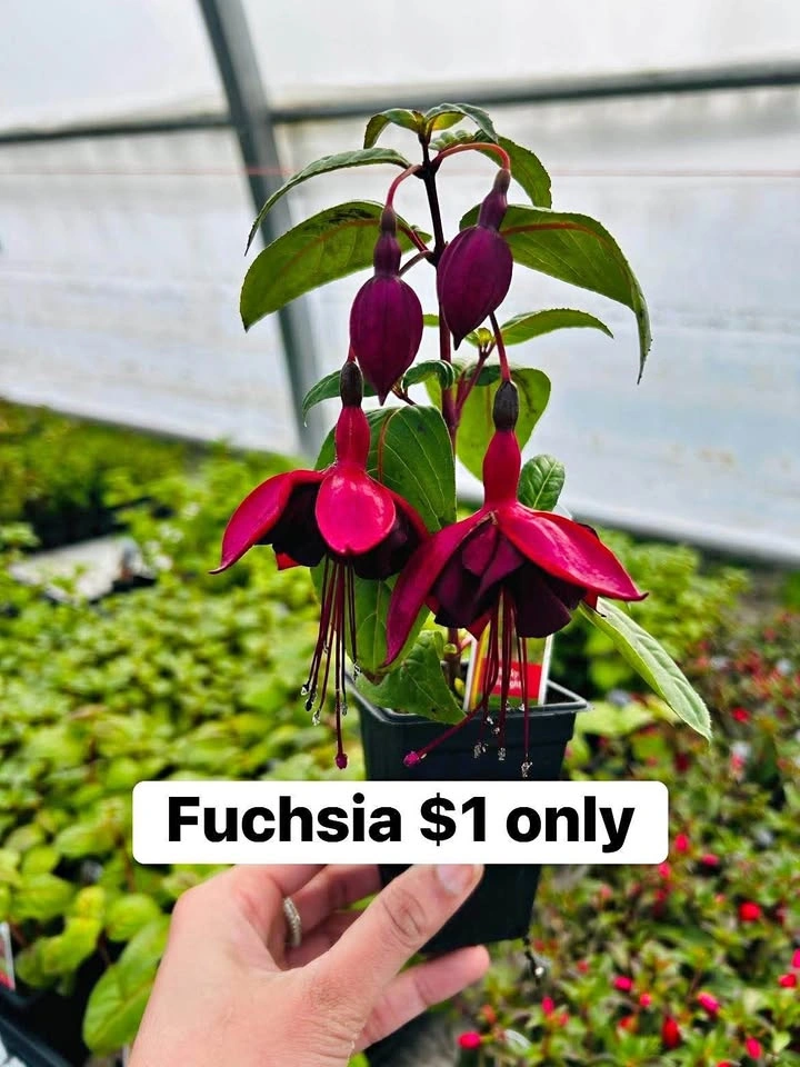 Fuchsia plant just for $1