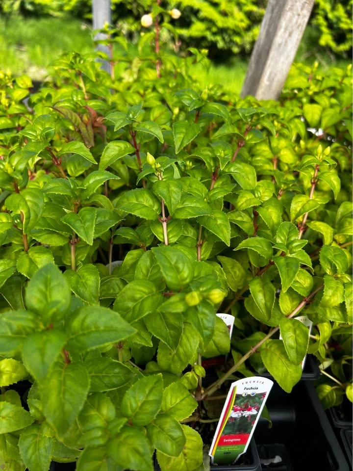 Fuchsia plant just for $1 - photo 2