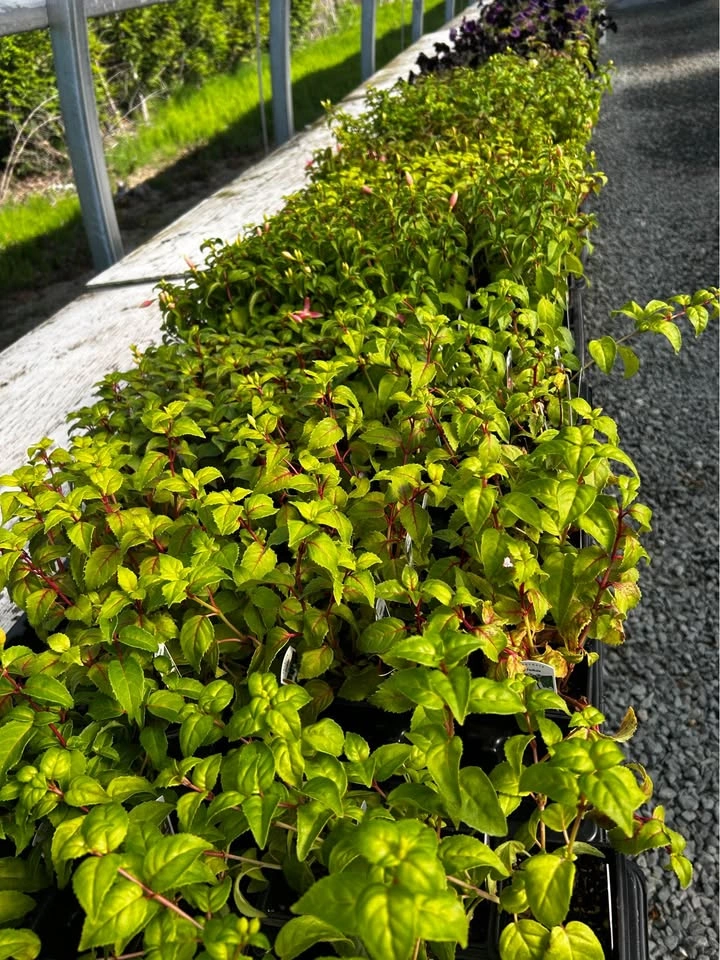 Fuchsia plant just for $1 - photo 3