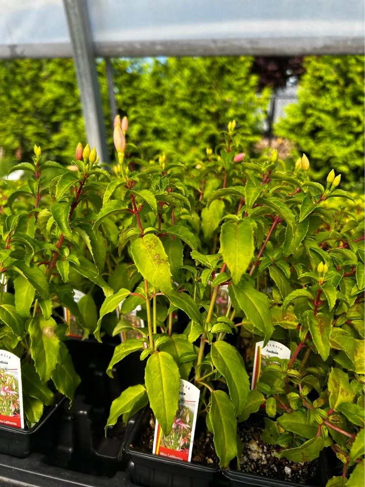 Fuchsia plant just for $1 - photo 4