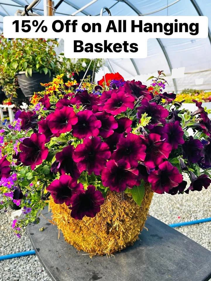 Hanging baskets for sale 15% off