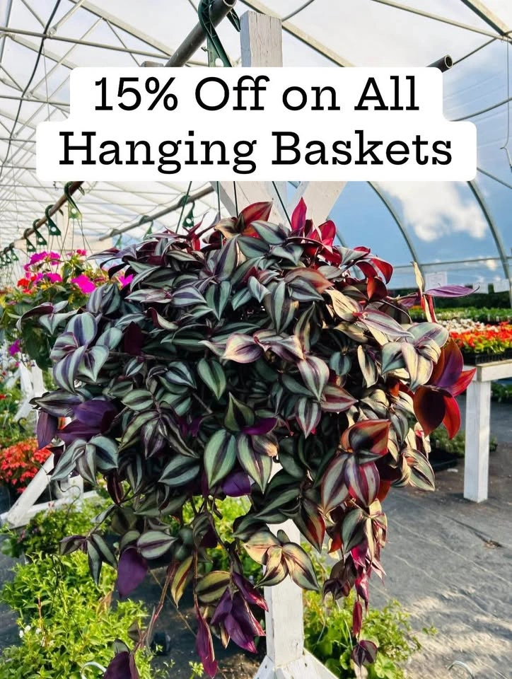 Hanging baskets for sale 15% off - photo 2