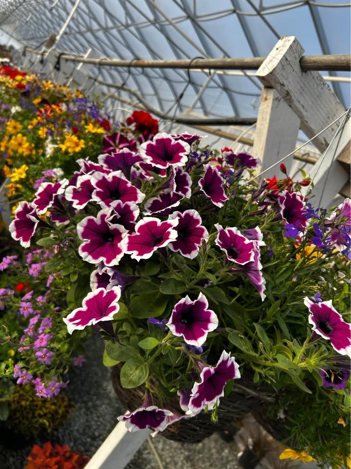 Hanging baskets for sale 15% off - photo 3