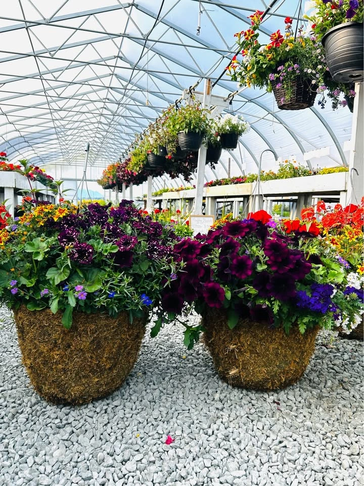 Hanging baskets for sale 15% off - photo 4