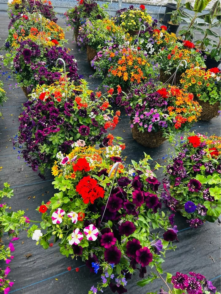 Hanging baskets for sale 15% off - photo 5