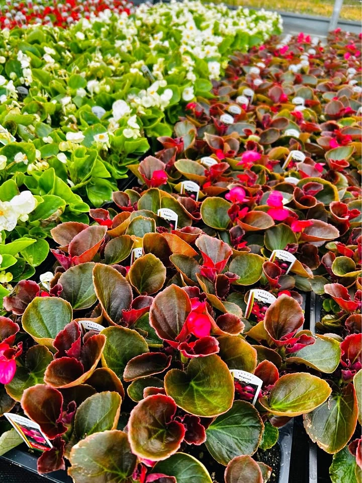 Begonia pack of 4 plants for sale