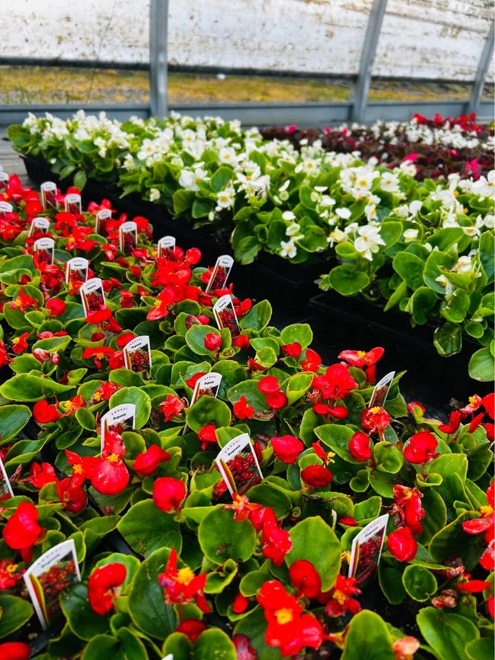 Begonia pack of 4 plants for sale - photo 2