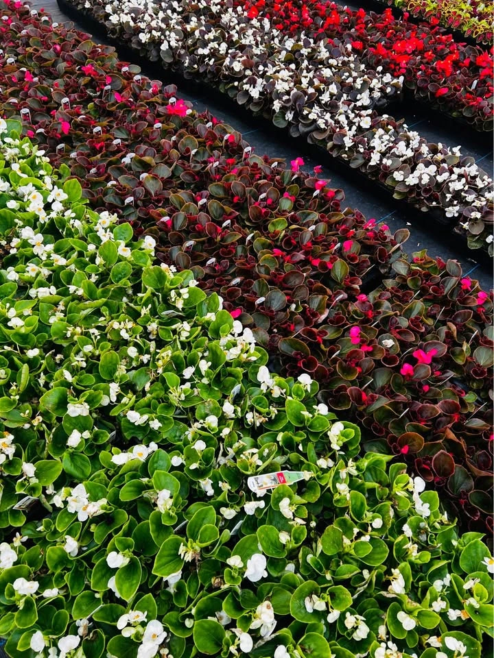 Begonia pack of 4 plants for sale - photo 3