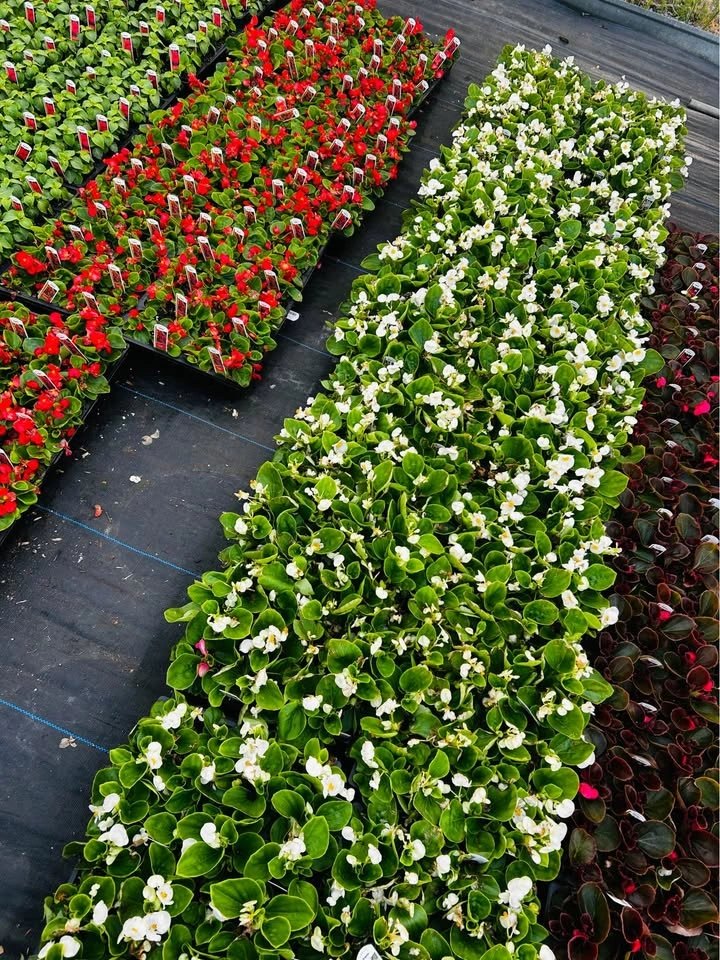 Begonia pack of 4 plants for sale - photo 4