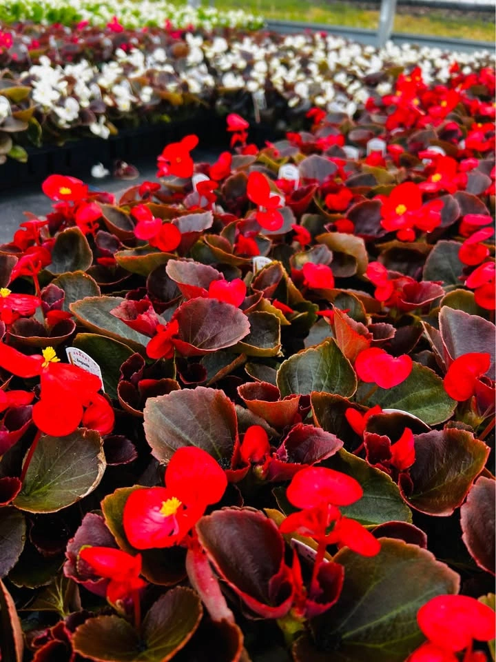 Begonia pack of 4 plants for sale - photo 5
