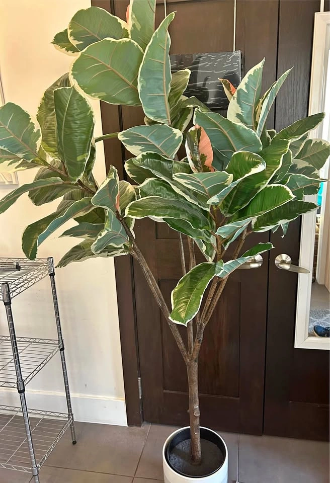 Artificial Variegated Rubber Tree with Pot and Stand