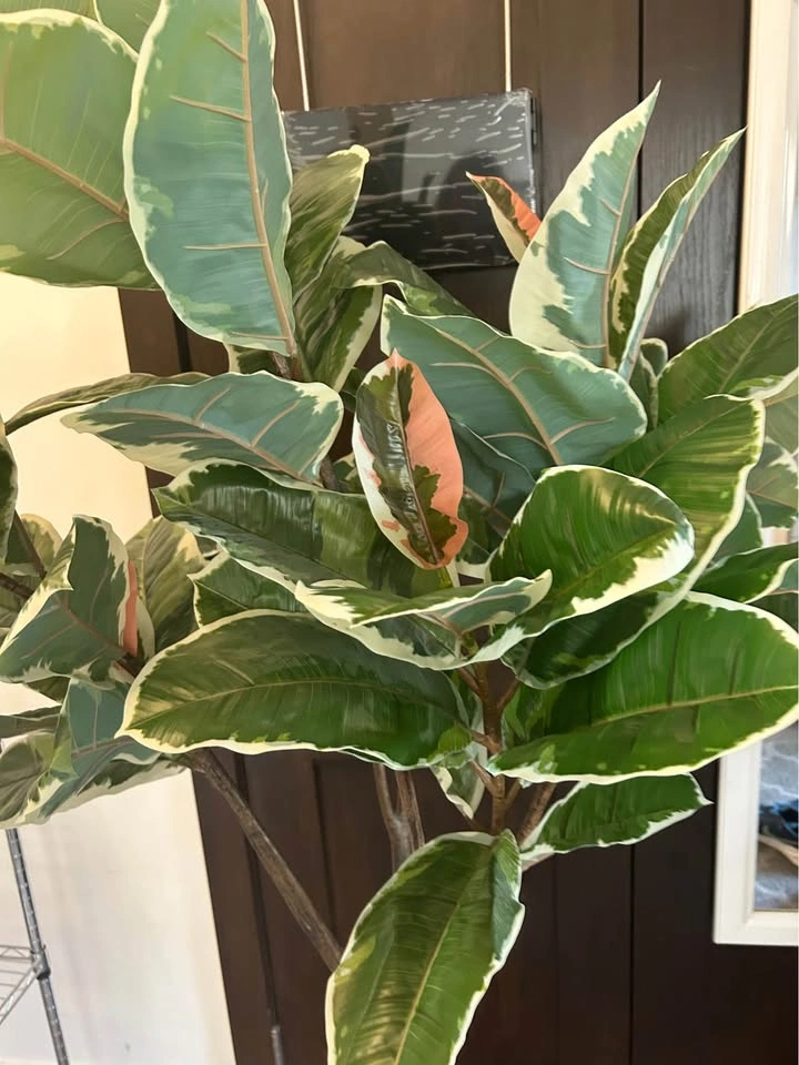 Artificial Variegated Rubber Tree with Pot and Stand - photo 2