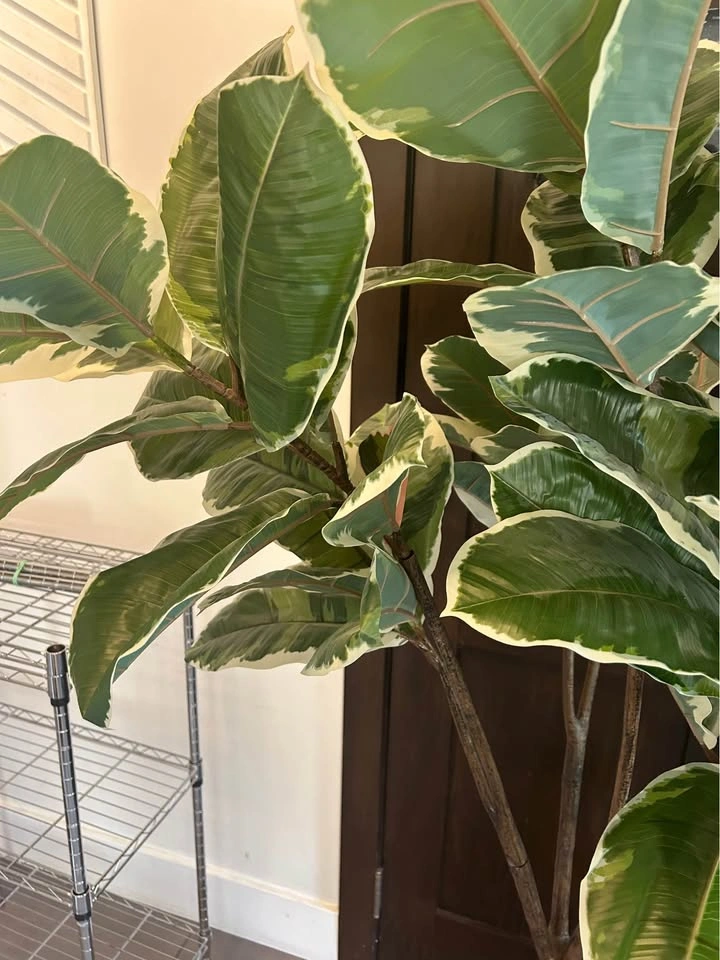 Artificial Variegated Rubber Tree with Pot and Stand - photo 3