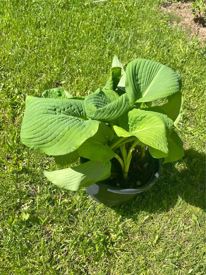 Lush Hosta Plant in Pot
