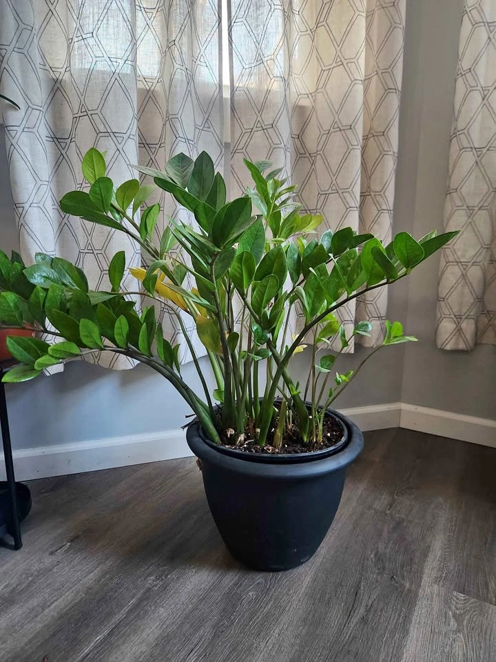 Plant sale - ZZ plants