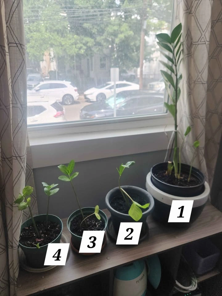 Plant sale - ZZ plants - photo 2