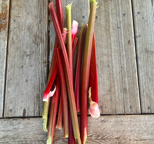 fresh cut homegrown rhubarb