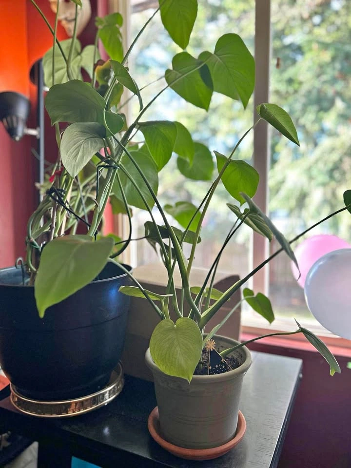 Monstera deliciosa