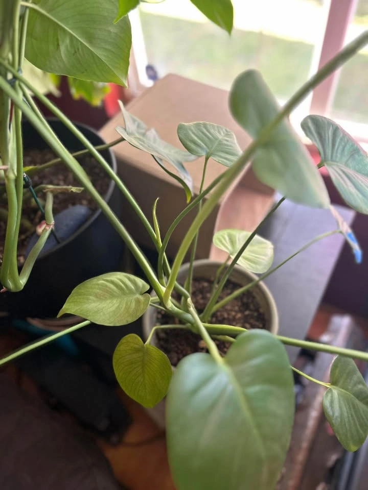 Monstera deliciosa - photo 2
