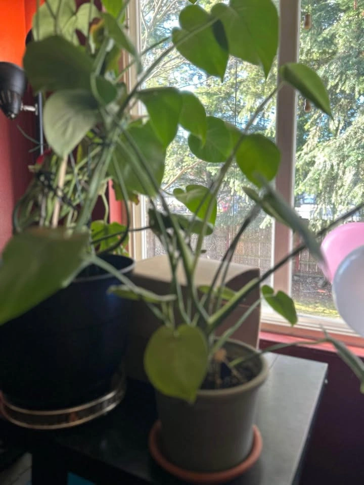 Monstera deliciosa - photo 3